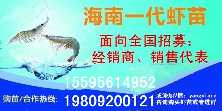 南美白对虾 | 从成本收益角度，客观分析如何提升养殖效益