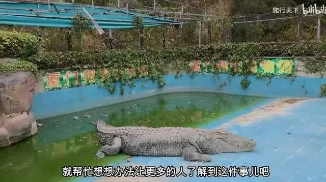 厦门一动物园圈养的亚洲最大鳄鱼被斥“快被养死了”，园方回应