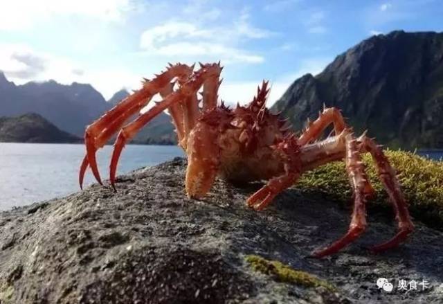 致富养殖水母视频_致富养殖水母赚钱吗_水母养殖致富