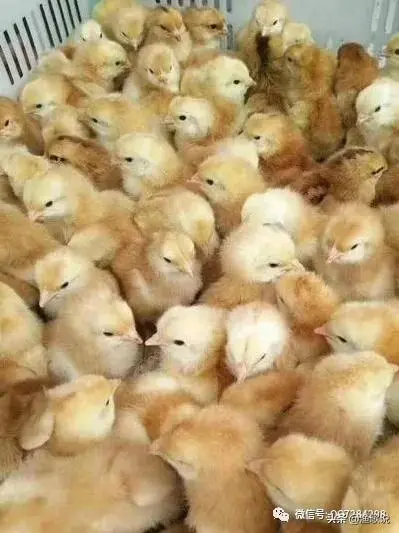 肉鸡817的养殖技术_肉鸡817养殖新技术_养殖肉鸡技术