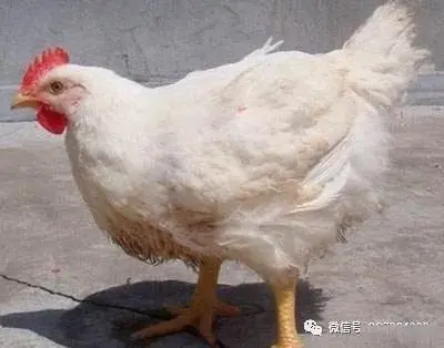 养殖肉鸡技术_肉鸡817的养殖技术_肉鸡817养殖新技术