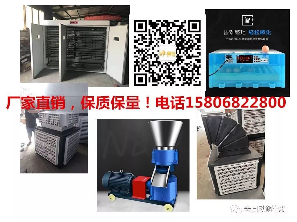 本地鸡养殖技术和市场价格_养殖鸡基地_养殖本地鸡技术