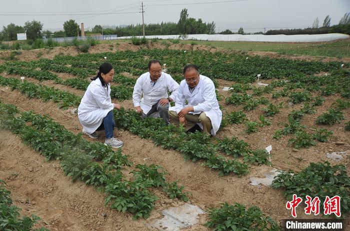 甘肃农科院马铃薯育种成效渐显 陇薯推广面积超600万亩