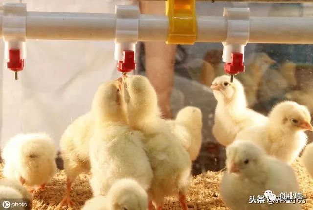 本地养鸡场_养殖本地鸡技术_鸡养殖基地具备哪些条件