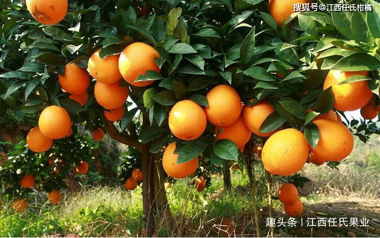 江西种植什么药材最赚钱_江西种植什么最赚钱_江西防己种植致富