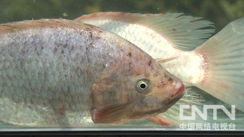 [致富经]挣钱就靠一种会变色的鱼(20140606)