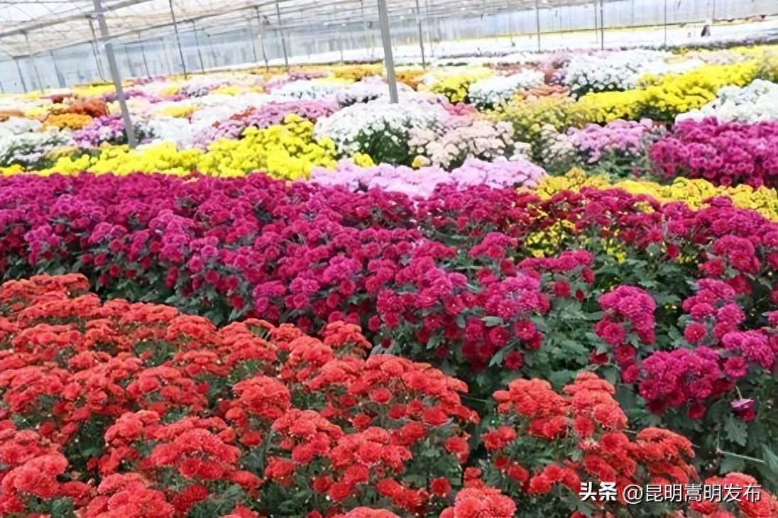 杨桥大村子：奏响花卉富民团结最强音
