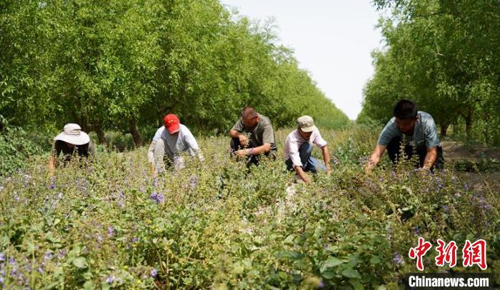 在三十四团七连丹参种植基地，工人们正忙着除草管护(资料图)。李嘉成摄