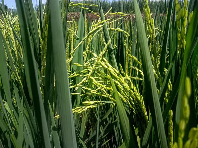 梨子怎么种植方法视频教程_梨的种植方法和技术视频_梨的种植与栽培