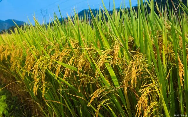 梨的种植与栽培_梨子怎么种植方法视频教程_梨的种植方法和技术视频