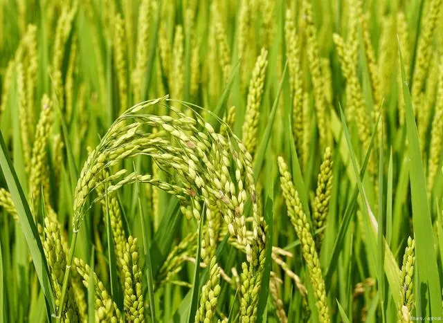 梨子怎么种植方法视频教程_梨的种植与栽培_梨的种植方法和技术视频