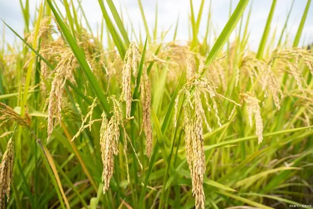 梨的种植方法和技术视频_梨的种植与栽培_梨子怎么种植方法视频教程