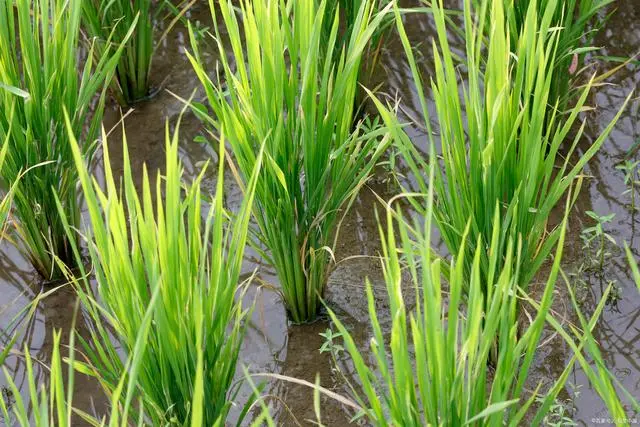 梨的种植与栽培_梨子怎么种植方法视频教程_梨的种植方法和技术视频