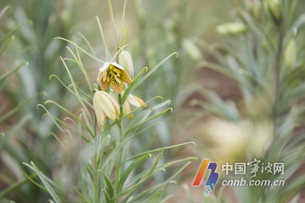 四问宁波中医药发展:如何锻造道地药材 推动标准化生态种植？
