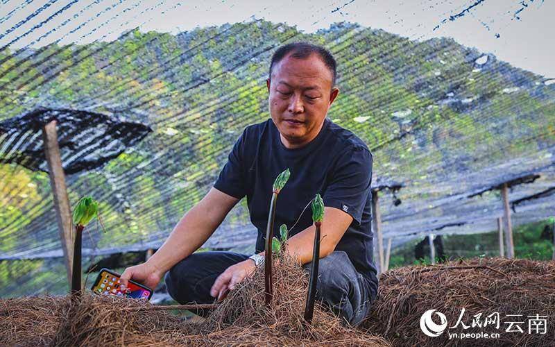 草药种植致富_种植药材致富_致富药材种植基地地址