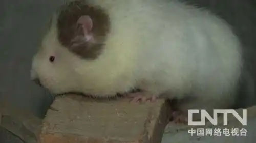 致富logo图片_致富经尧璇照片_致富chief是真的假的
