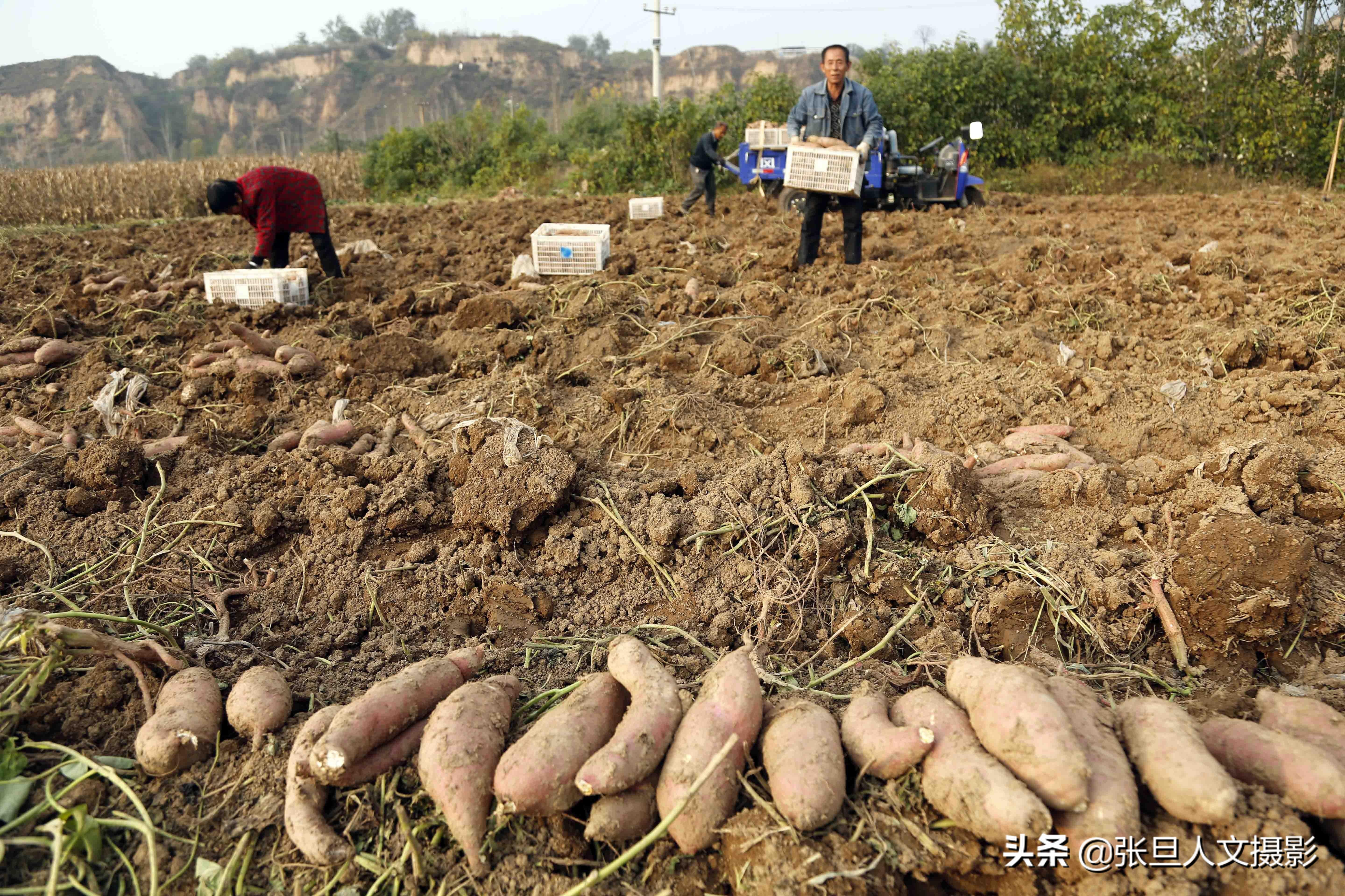 养殖红薯致富_致富红薯养殖视频_致富红薯养殖方法