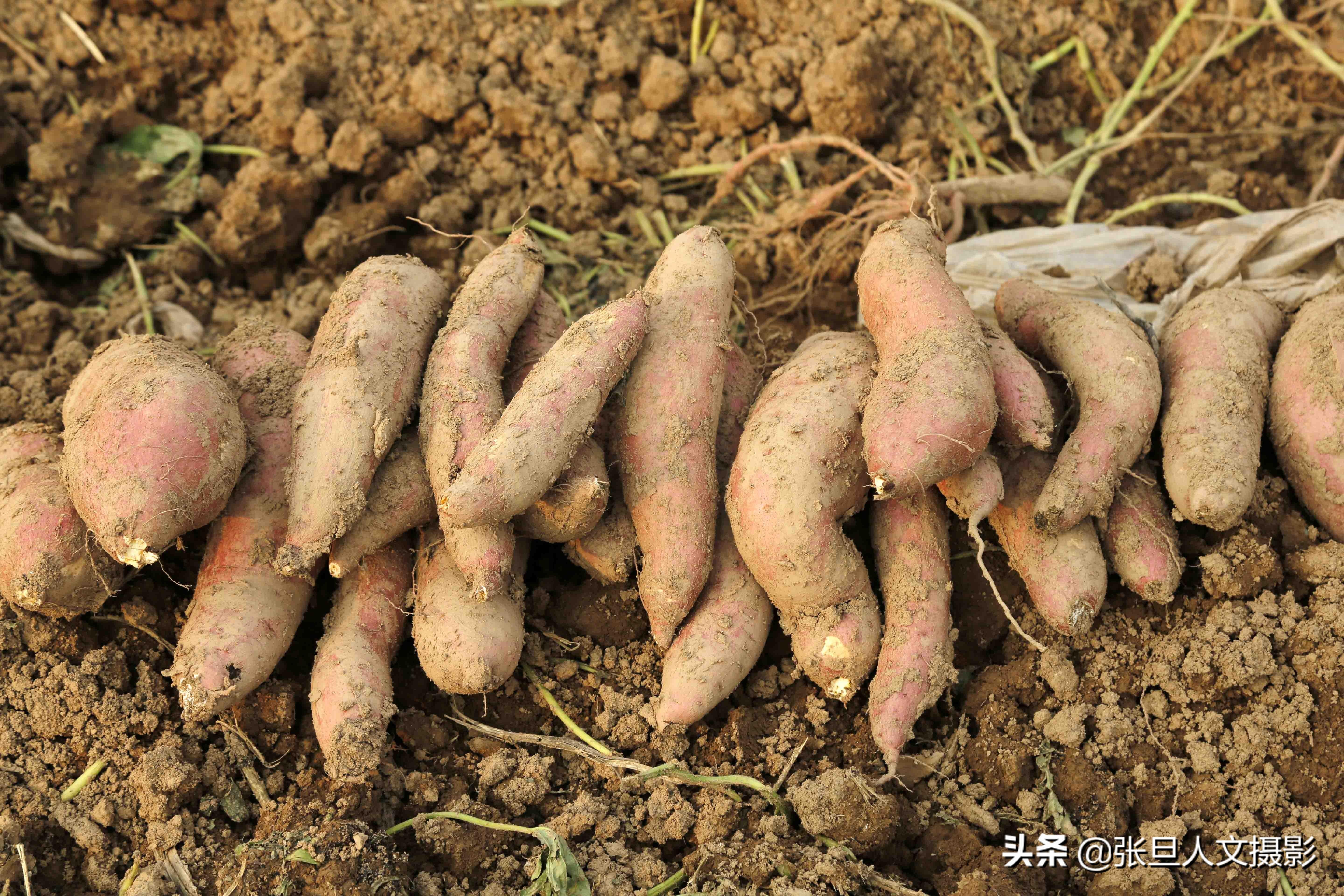 致富红薯养殖视频_养殖红薯致富_致富红薯养殖方法