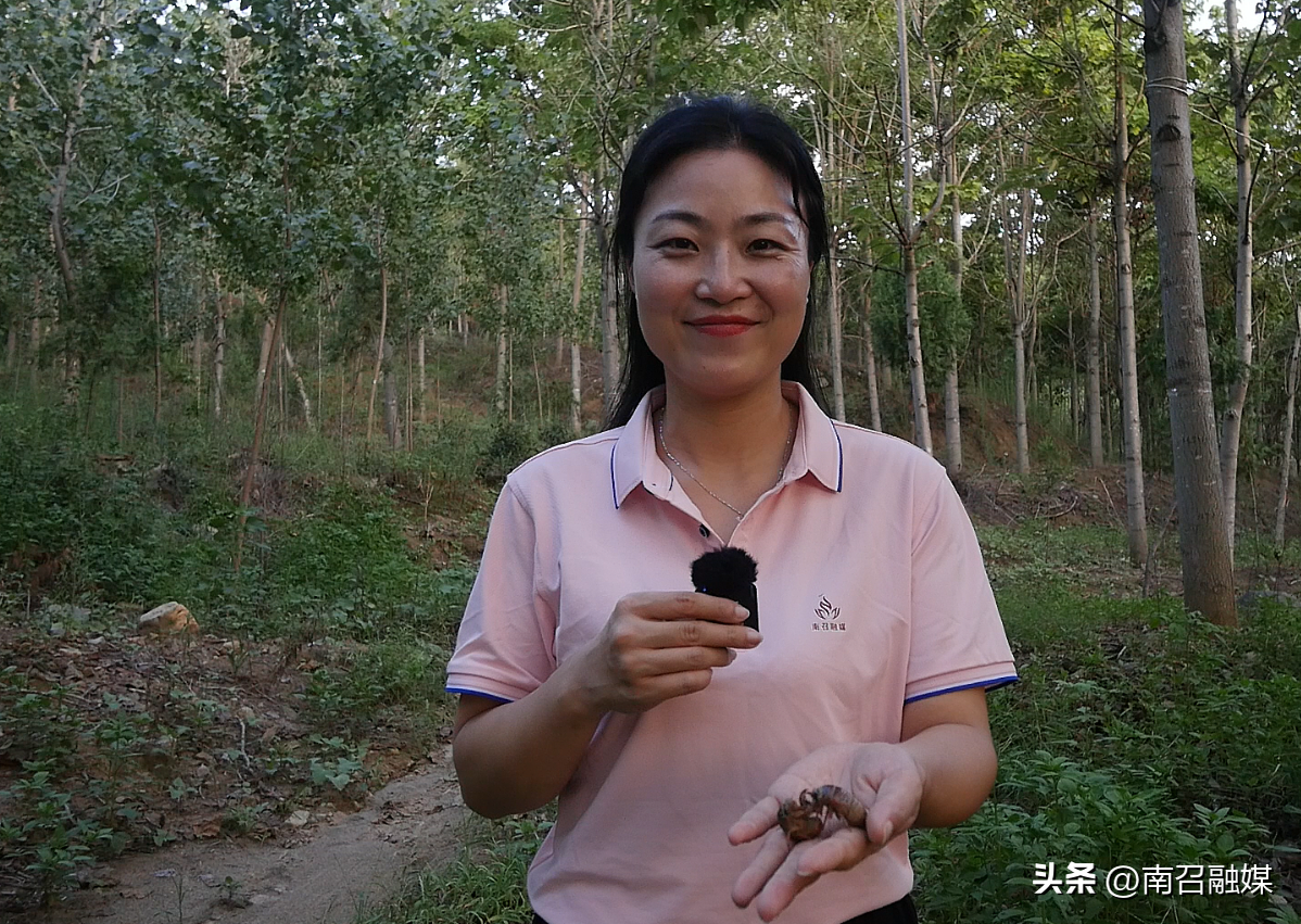 致富经养金蝉_致富经金蝉_致富经金蝉视频