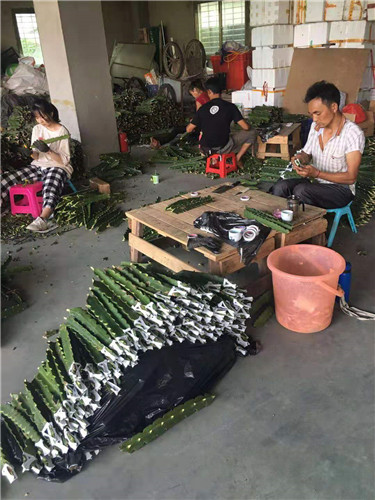厦门麒麟果嫁接技术,麒麟果
