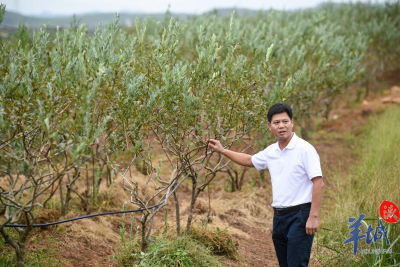泰国香米种植条件_种植泰国香米致富_泰国种植香米的有利条件