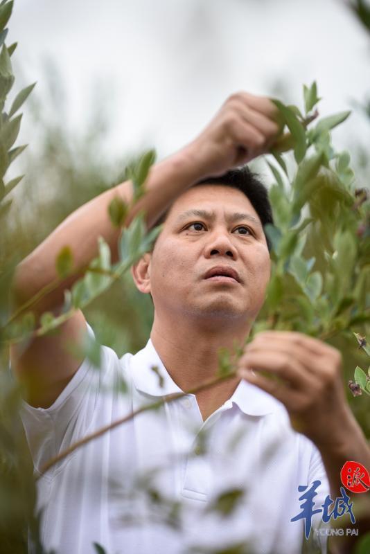 泰国种植香米的有利条件_种植泰国香米致富_泰国香米种植条件