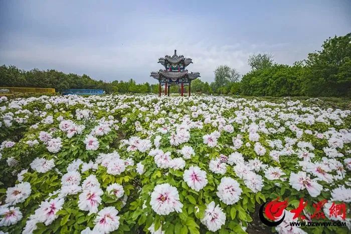 郓城孔雀养殖_山东菏泽孔雀养殖技术_菏泽孔雀养殖基地