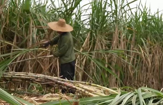 南方致富项目_南方种植园主_南方种植致富故事