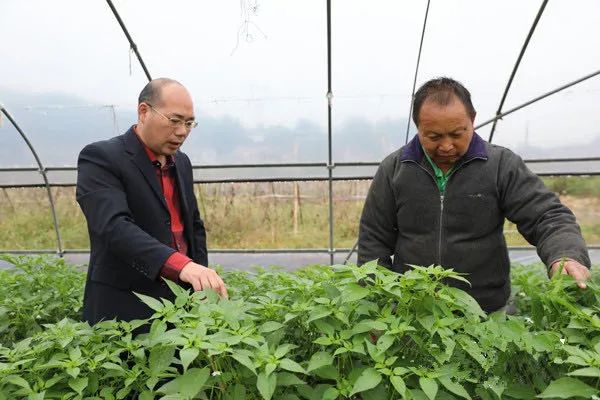 种植致富带头人主要事迹_农村致富带头人范文种植业_党员种植致富瓜
