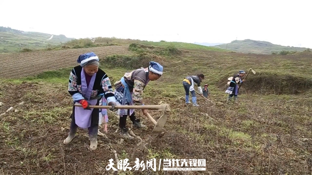 视频致富种植魔芋是真的吗_种植魔芋的视频_种植魔芋致富视频