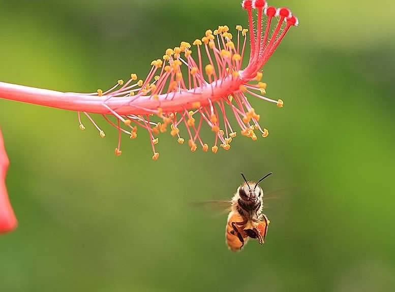 养50箱蜜蜂能挣多少钱?