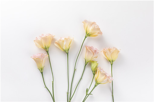 铃铛花-摄图网