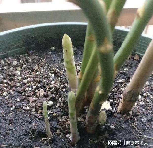 阳台种菜步骤图片_阳台种植蔬菜方法_阳台韮菜种植技术