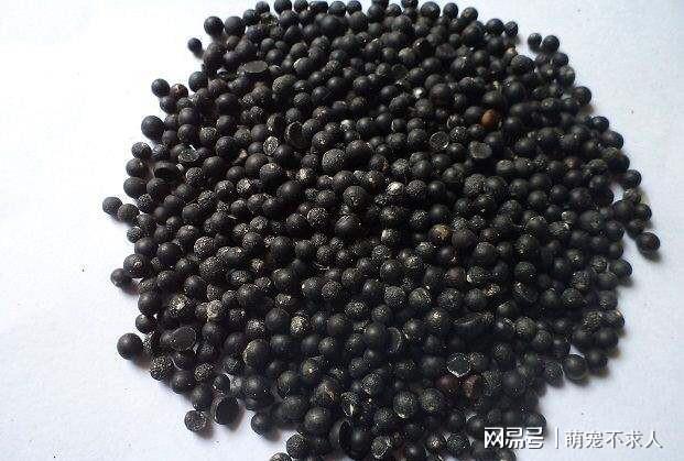 阳台种植蔬菜方法_阳台韮菜种植技术_阳台种菜步骤图片