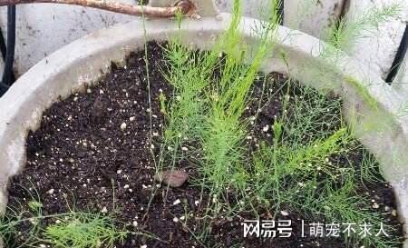 阳台韮菜种植技术_阳台种菜步骤图片_阳台种植蔬菜方法
