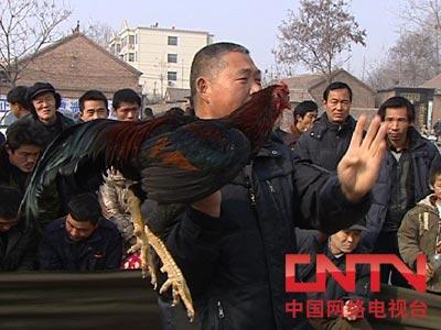 CCTV7高翔养斗鸡：从伤残鸡身上发现的商机(2010.4.28)