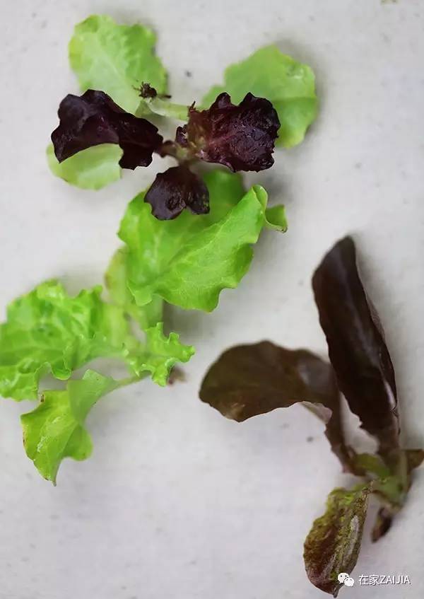 阳台种菜步骤图片_阳台种菜小技巧_阳台韮菜种植技术