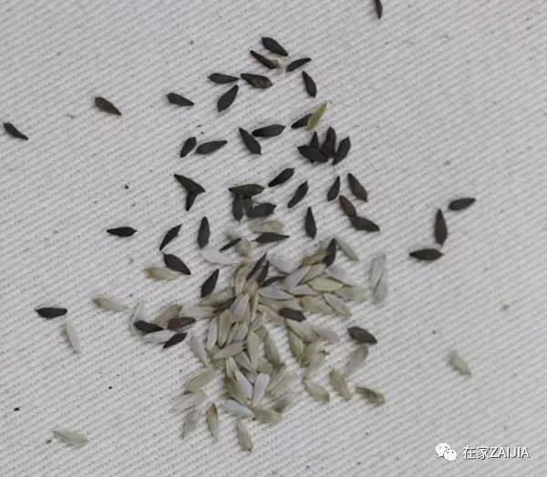 阳台种菜小技巧_阳台韮菜种植技术_阳台种菜步骤图片