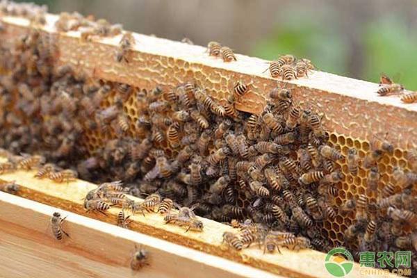 最新养蜂技术视频_养蜂专业知识_传统养蜂的养殖技术要点