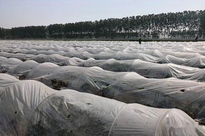 【脱贫攻坚】种红薯走上致富路 他还准备打造“红薯联合国”
