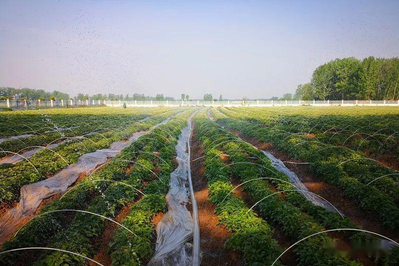 致富红薯种植信息查询_红薯种植致富信息_致富红薯种植信息网