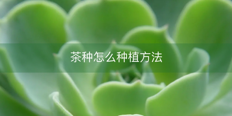 茶叶种植技术和施肥时间_茶叶种植技术指导方案_茶叶如何种植技术