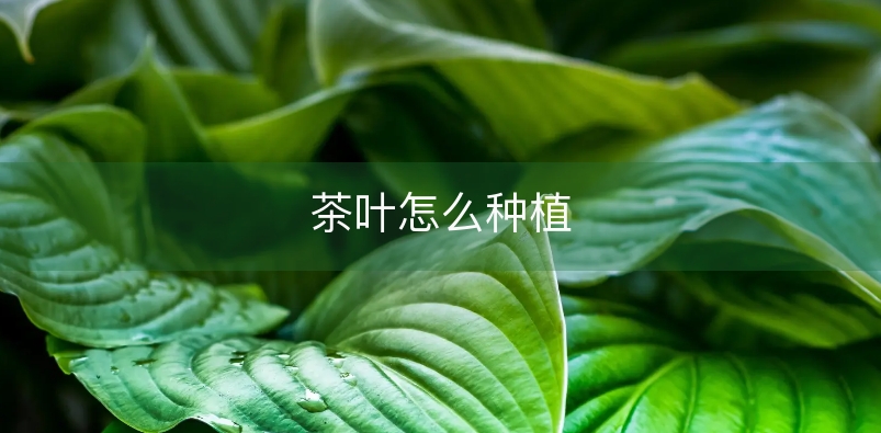 茶叶如何种植技术_茶叶种植技术培训_茶叶种植技术介绍