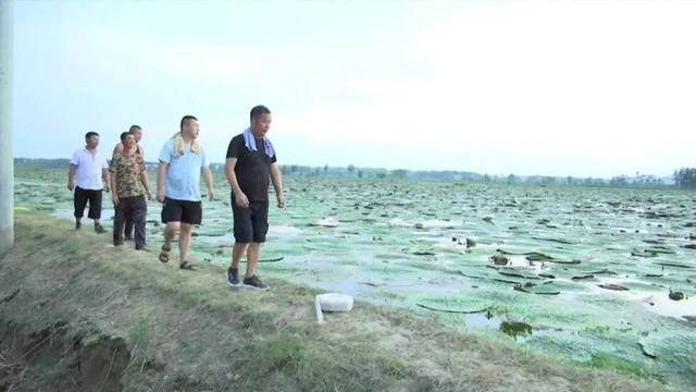 种植芡实赚钱吗_致富种植芡实怎么样_芡实种植致富