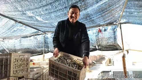 非洲黑鹌鹑产蛋量多少_非洲黑鹌鹑和普通鹌鹑的区别_致富经非洲黑鹌鹑