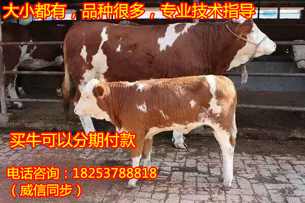 屠宰肉牛
