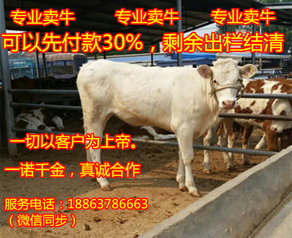 屠宰肉牛