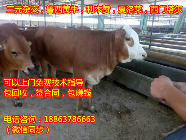 屠宰肉牛