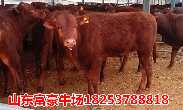 屠宰肉牛