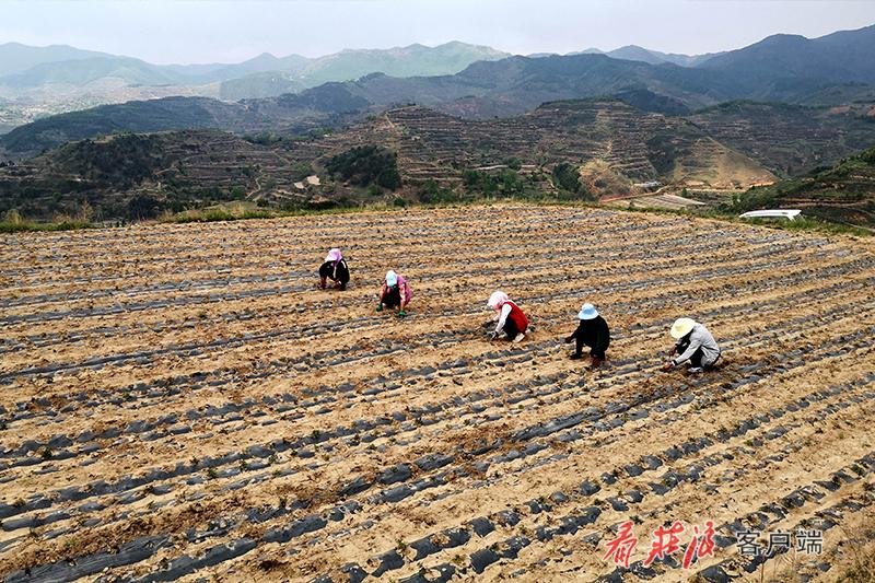 中药材种植加工一条龙 庄浪致富路上“药”飘香